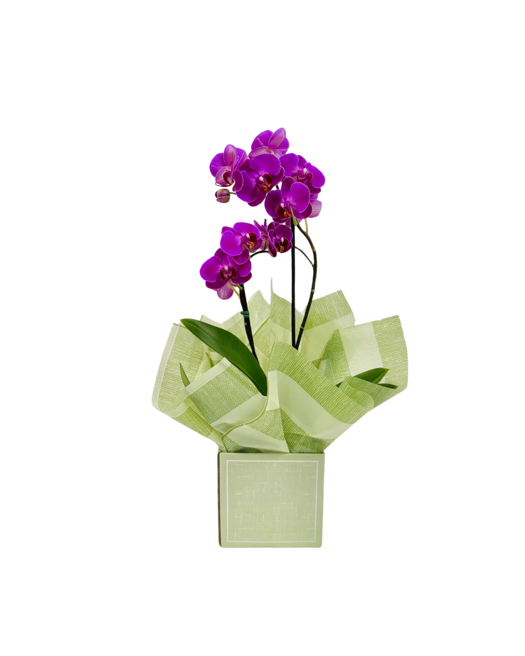 Mini Orqudea no Cachep