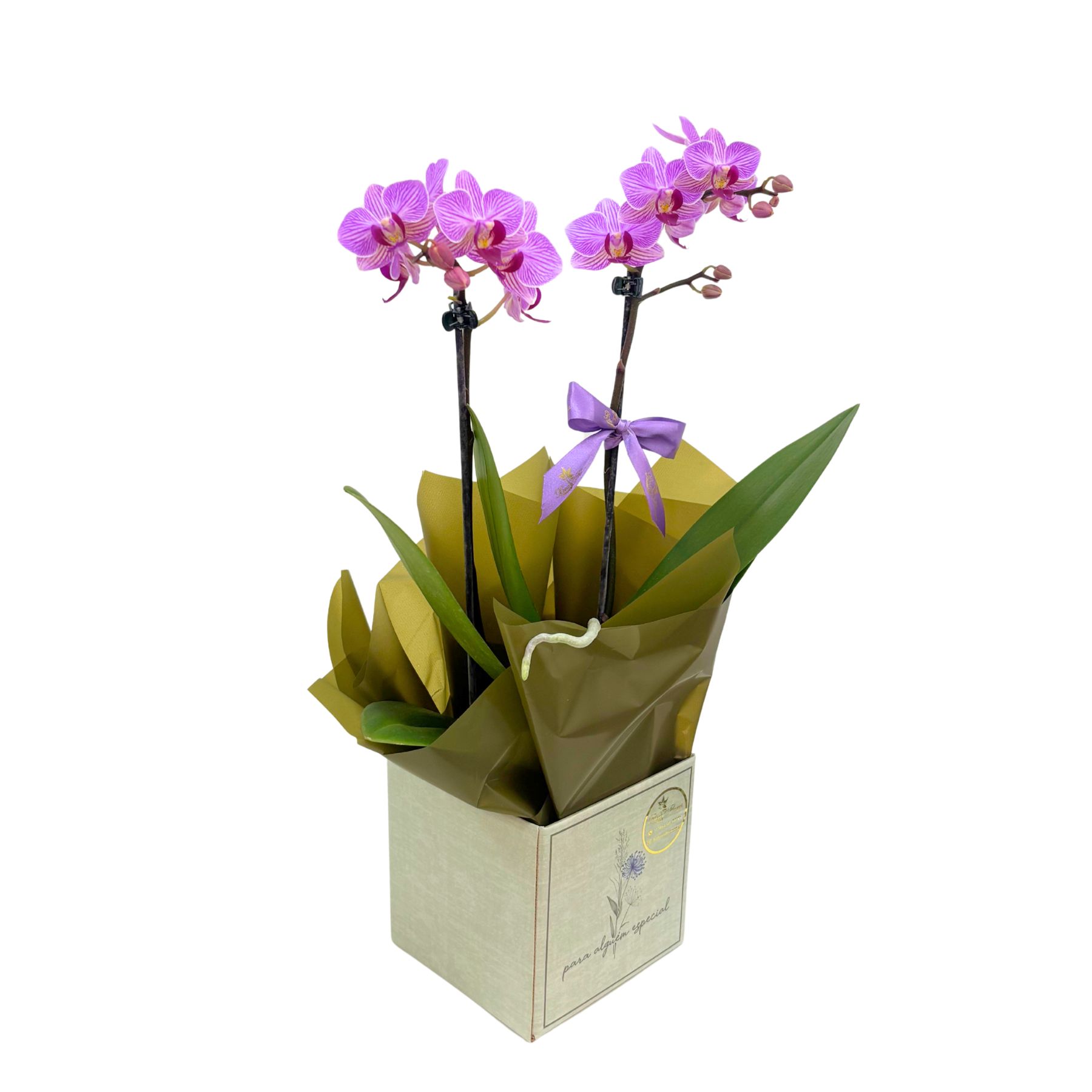 Mini Orqu�dea no Cachep�