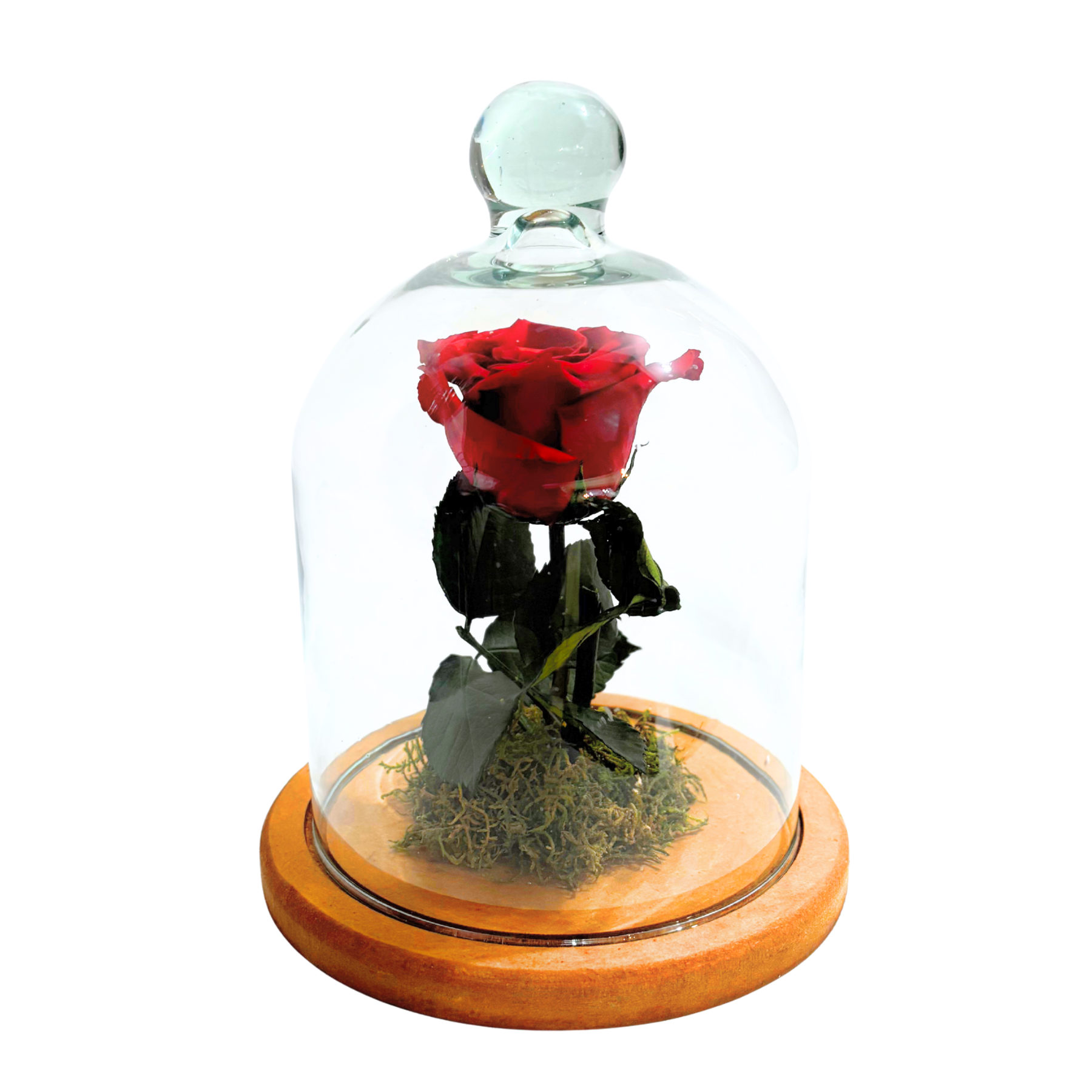 Rosa Preservada Na C�pula 