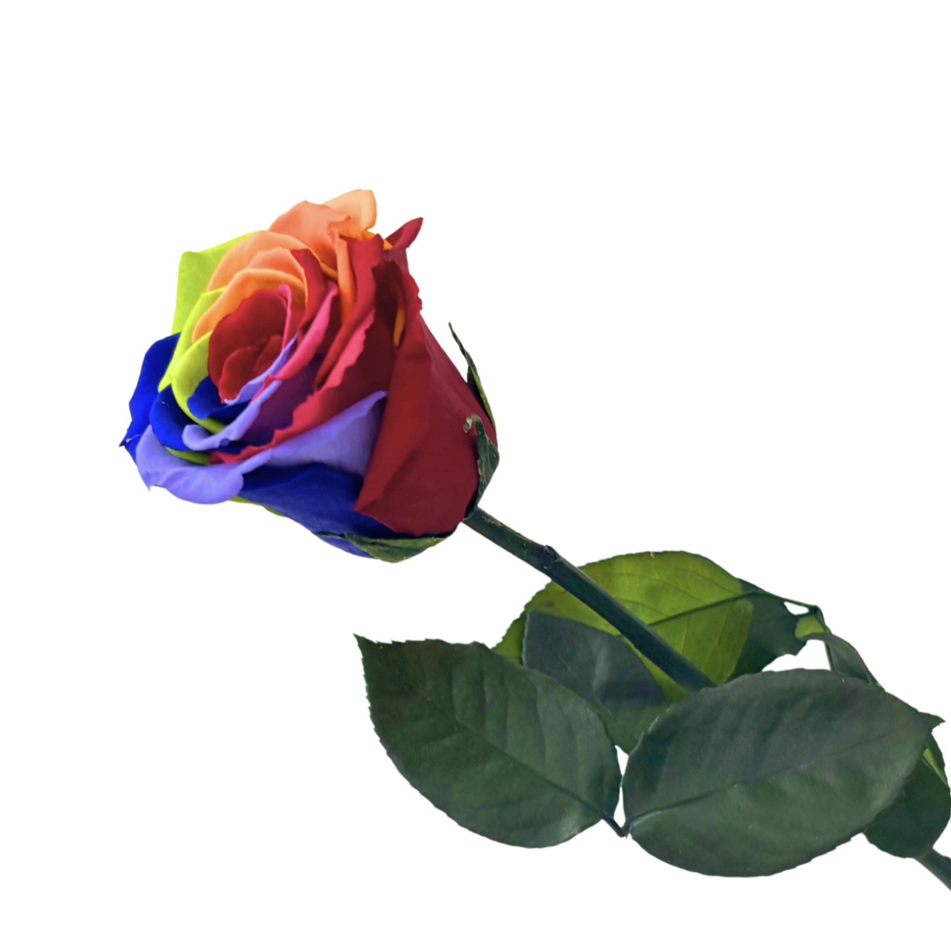 Rosa Preservada Colorida