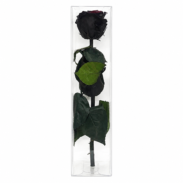 Rosa Preservada Preta