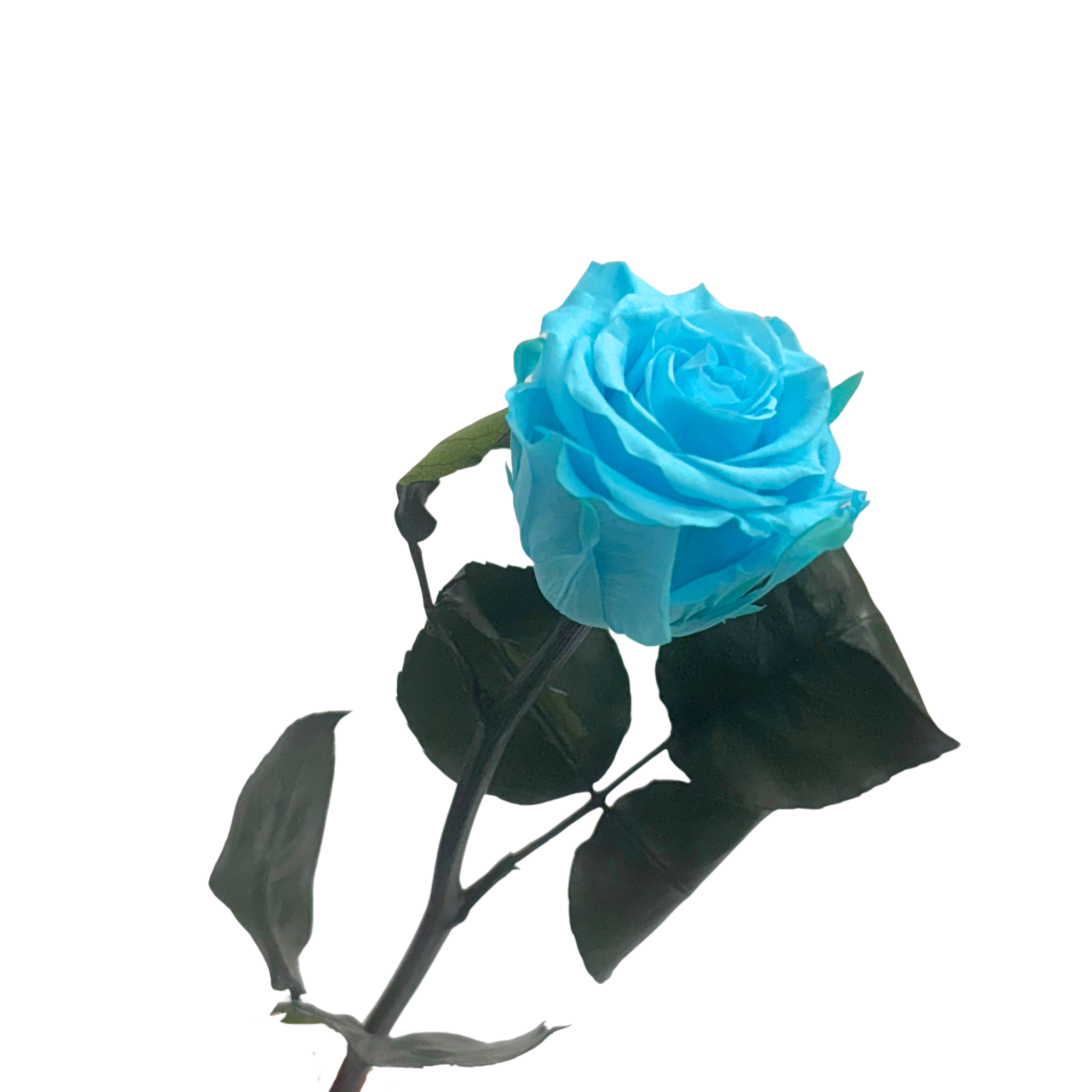Rosa Preservada Azul