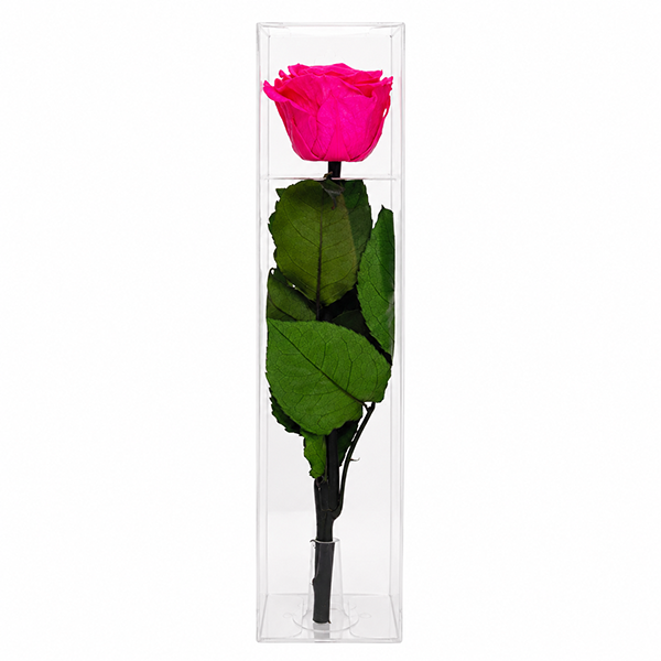Rosa Preservada Pink