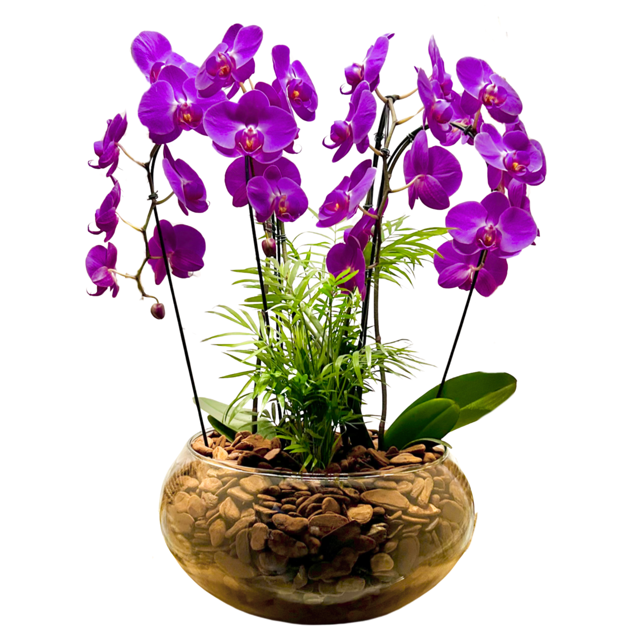 Especial de Orqudeas 