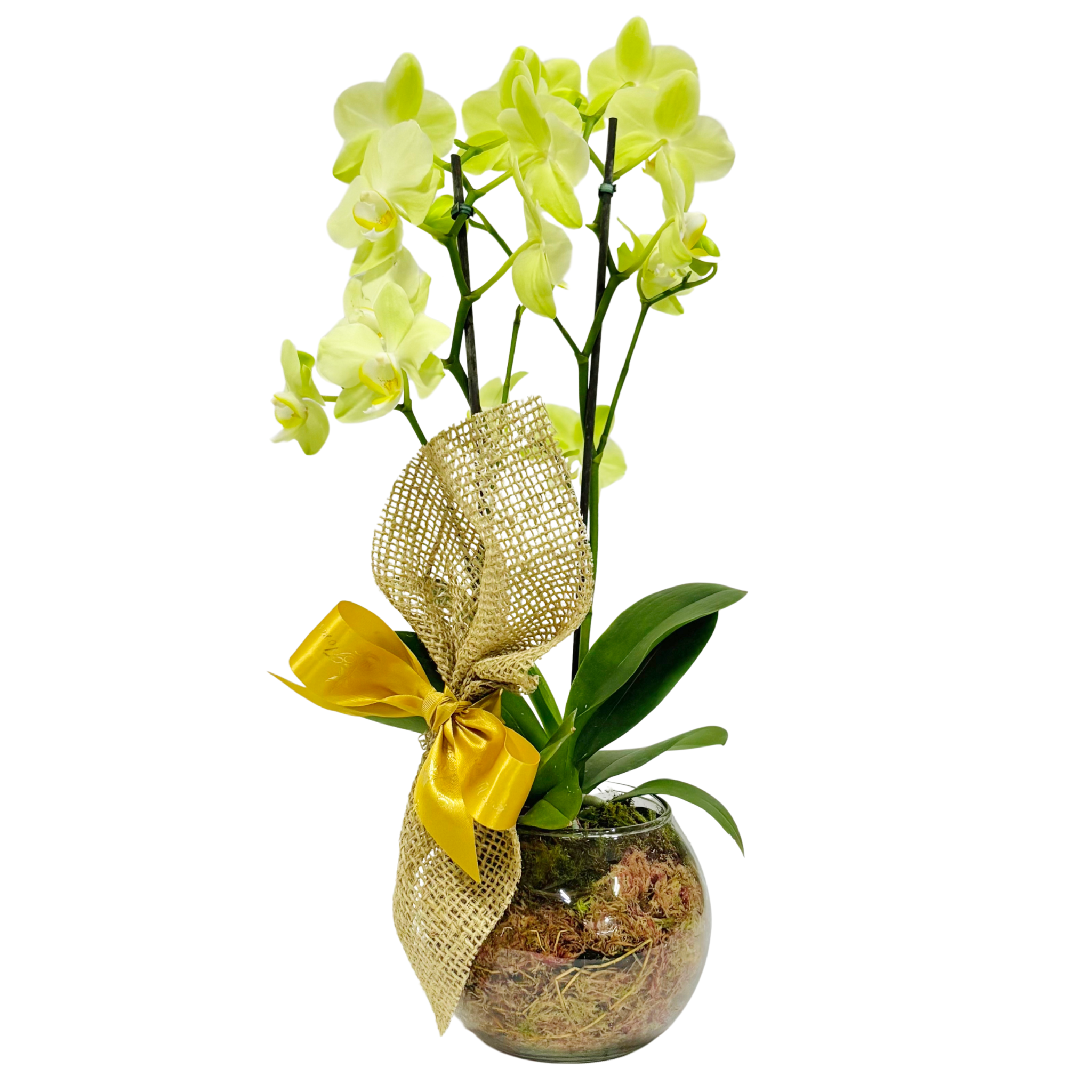 Mini Orqudea Dupla no Vidro - Cores Sortidas