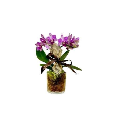 Micro Orqudea Dupla no Vidro Sortida