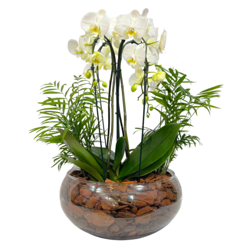 Especial de Orqudeas Brancas