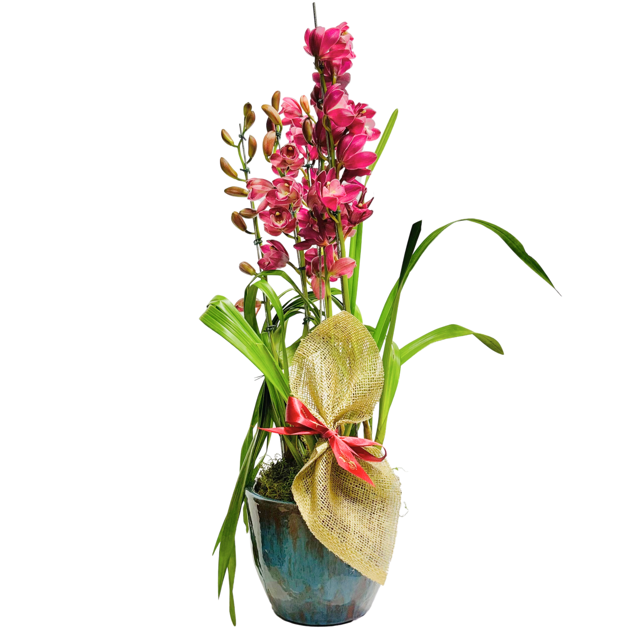 Orqudea Cymbidium- Vietnamita