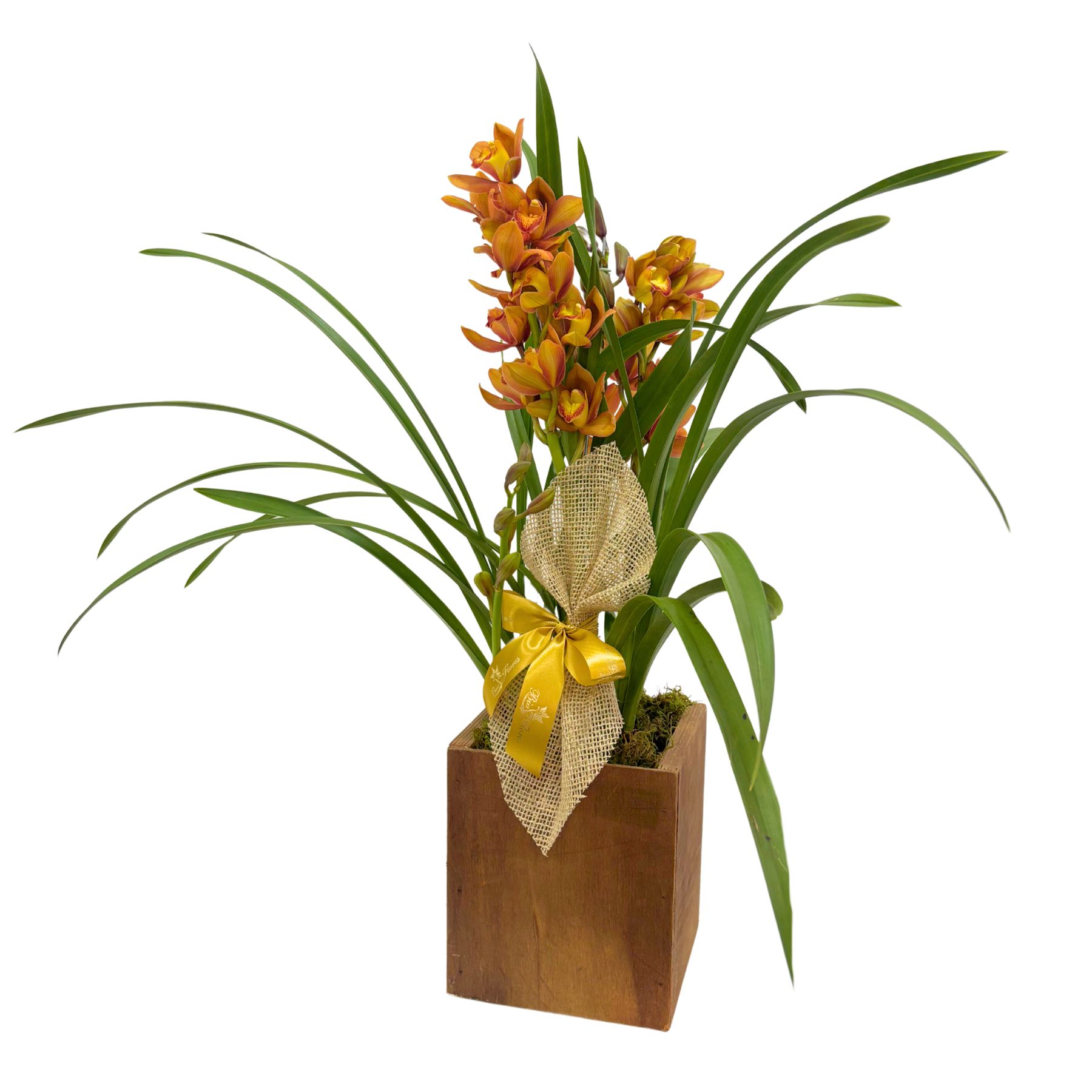 Orqu�dea Cymbidium
