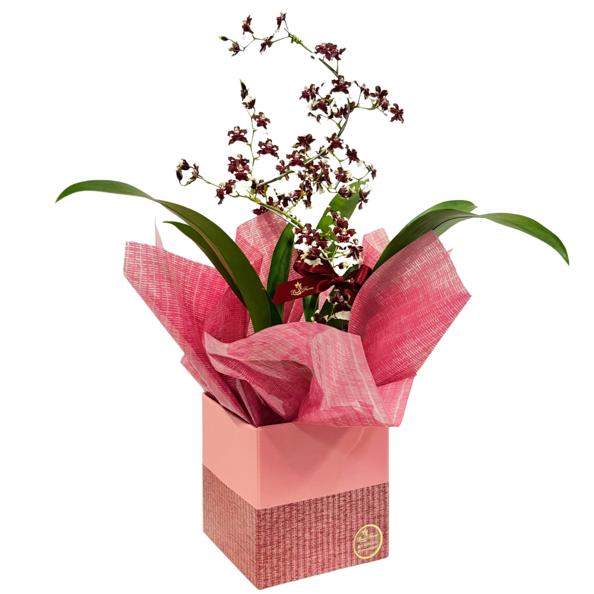 Orqudea Chocolate - Simple 