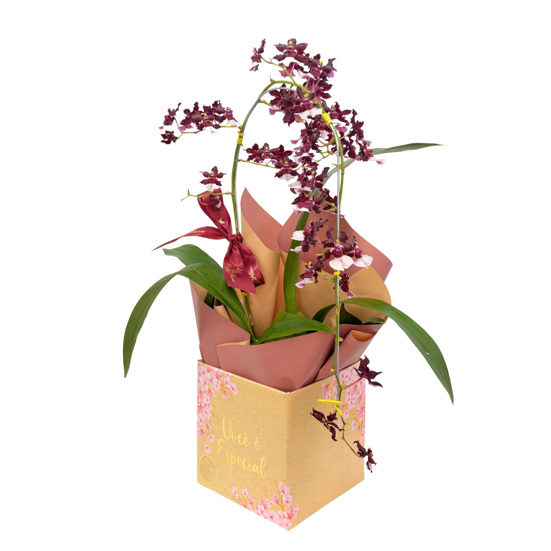 Orqu�dea Chocolate - Simple 