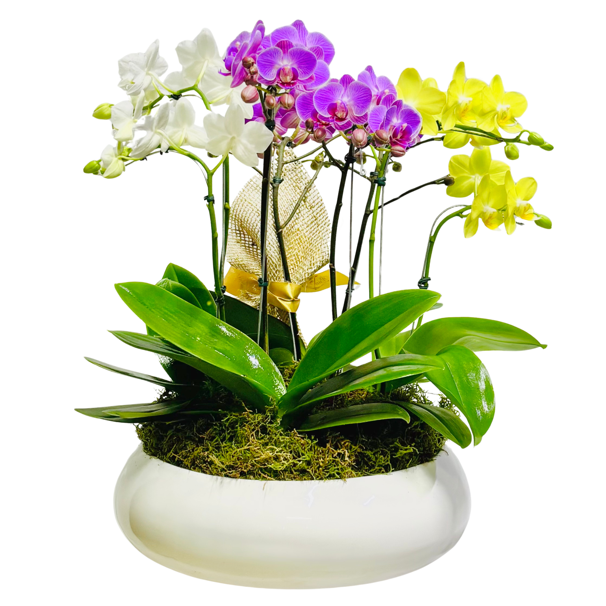 Arranjo de Mini Orqudeas - Colorido 