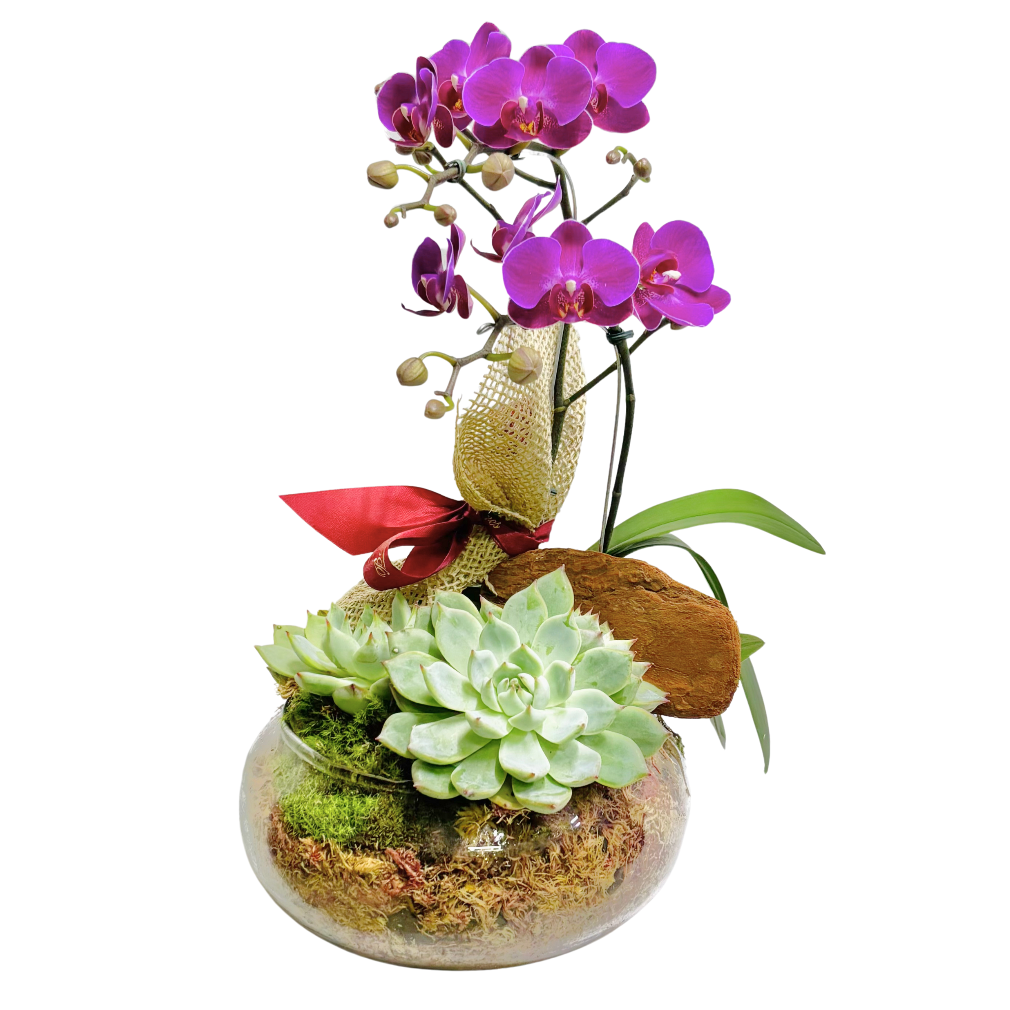 Mini Orqudea e Suculenta- Roxa