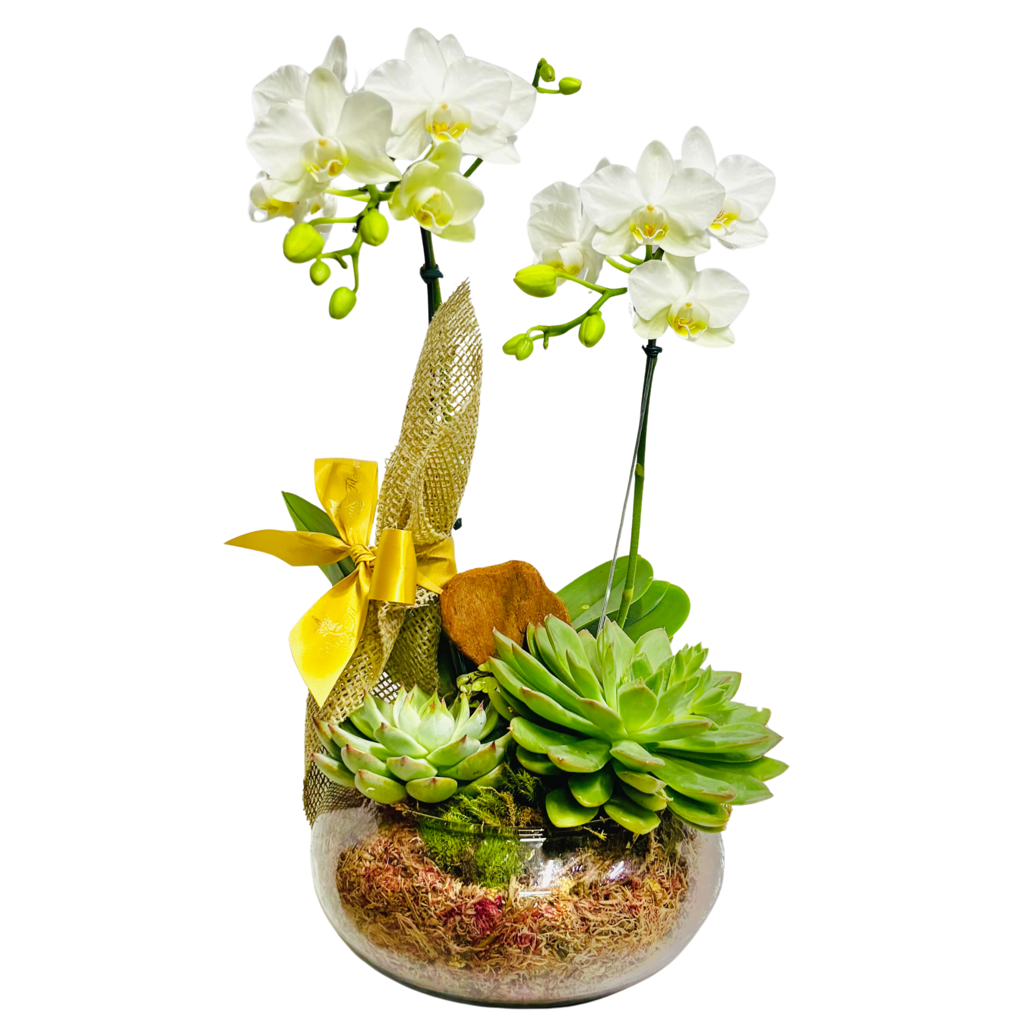 Mini Orqudea Phalaenopsis Branca e Suculenta no Vidro