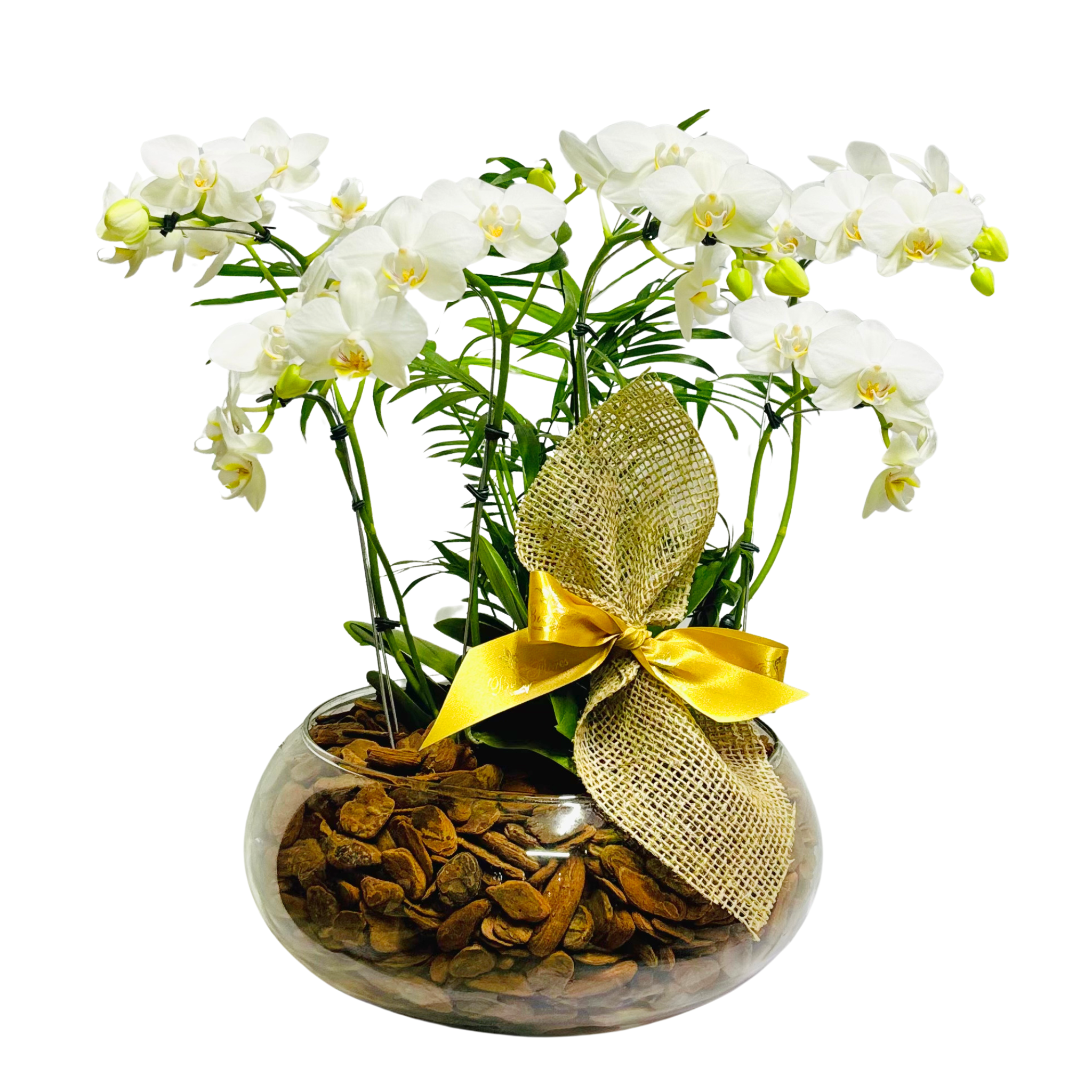 Especial Mini Orqudeas Brancas