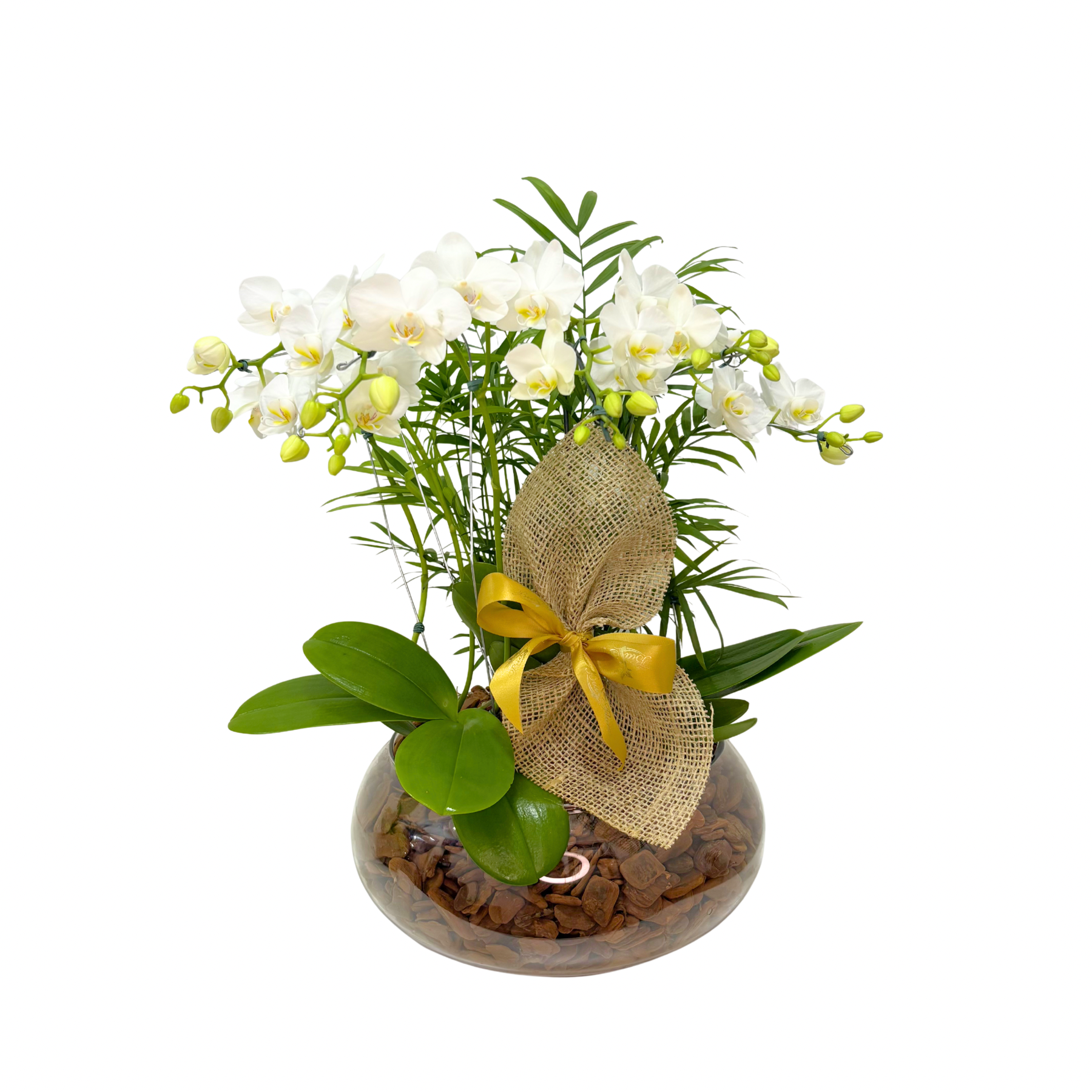 Especial Mini Orqu�deas Brancas