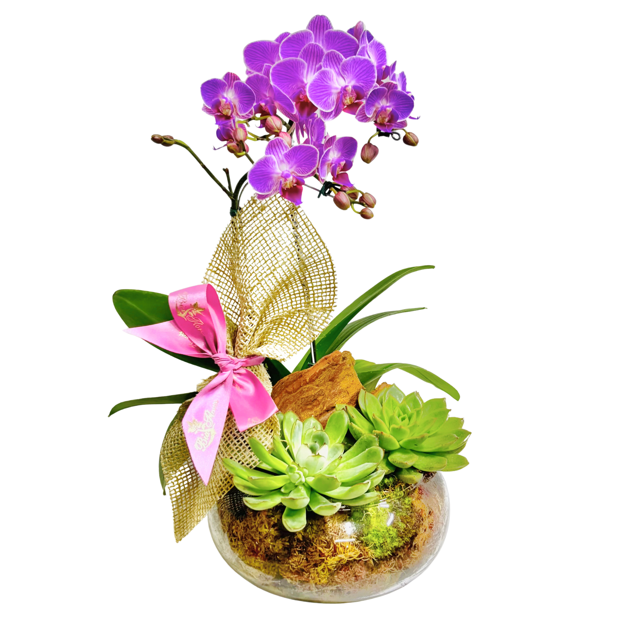 Mini Orqudea Phalaenopsis Lils e Suculenta no Vidro