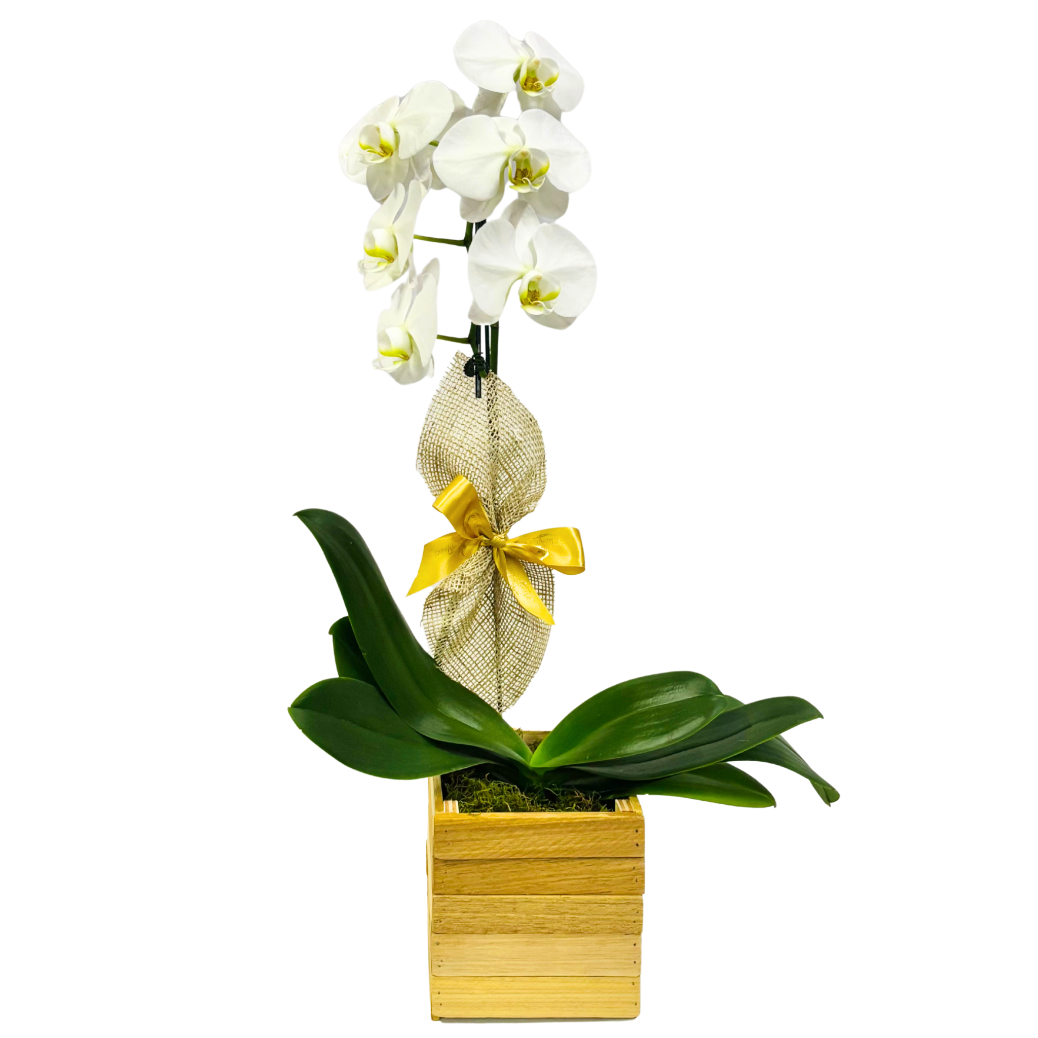 Orqudea Phalaenopsis Branca na Madeira