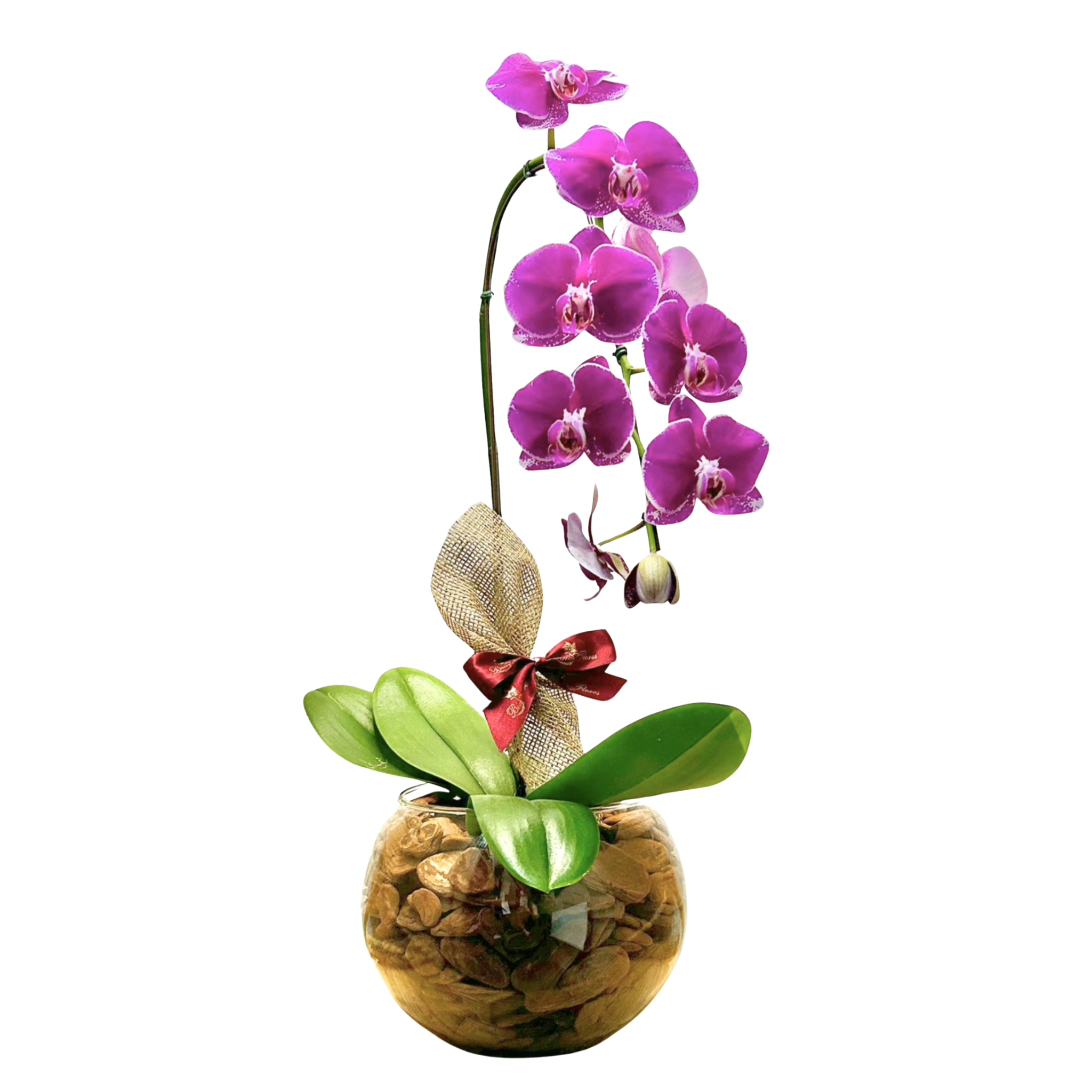 Orqudea Phalaenopsis Lils G