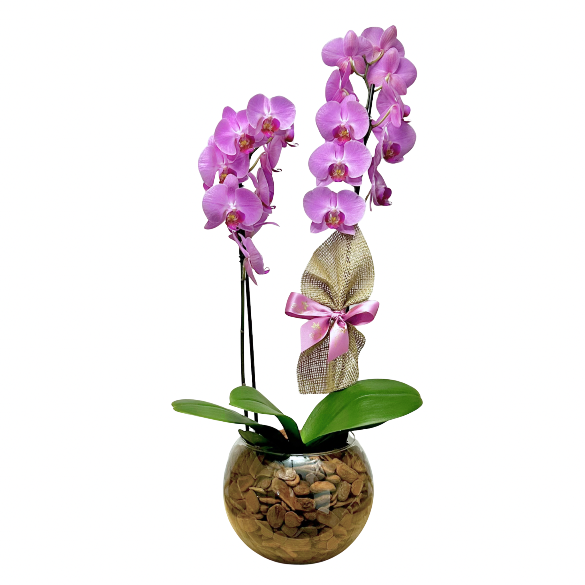 Orqudea Phalaenopsis Dupla no Vidro - Cores Sortidas