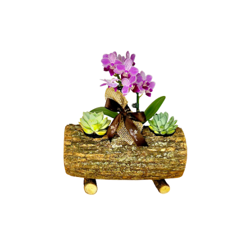 Micro Orqudea e Suculentas no Tronco