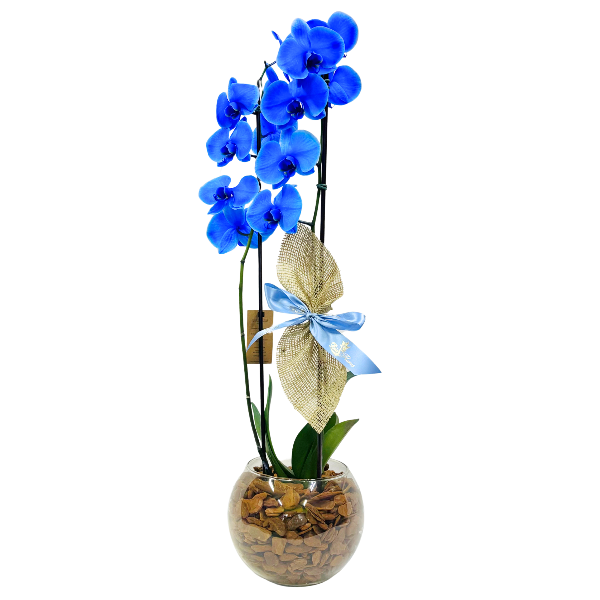 Orqudea Phalaenopsis Azul no Vidro