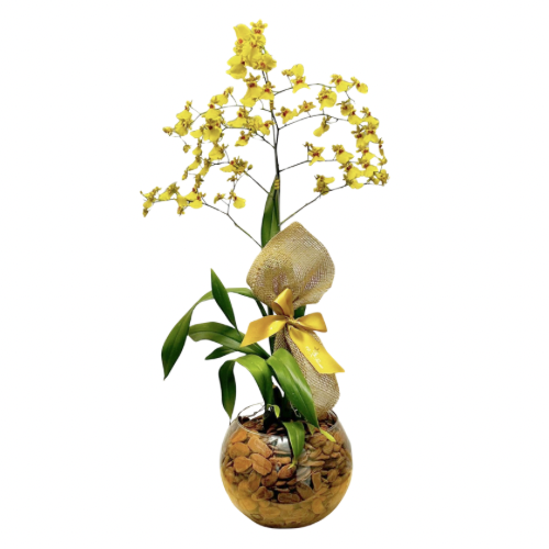 Orqudea Chuva de Ouro no Vidro