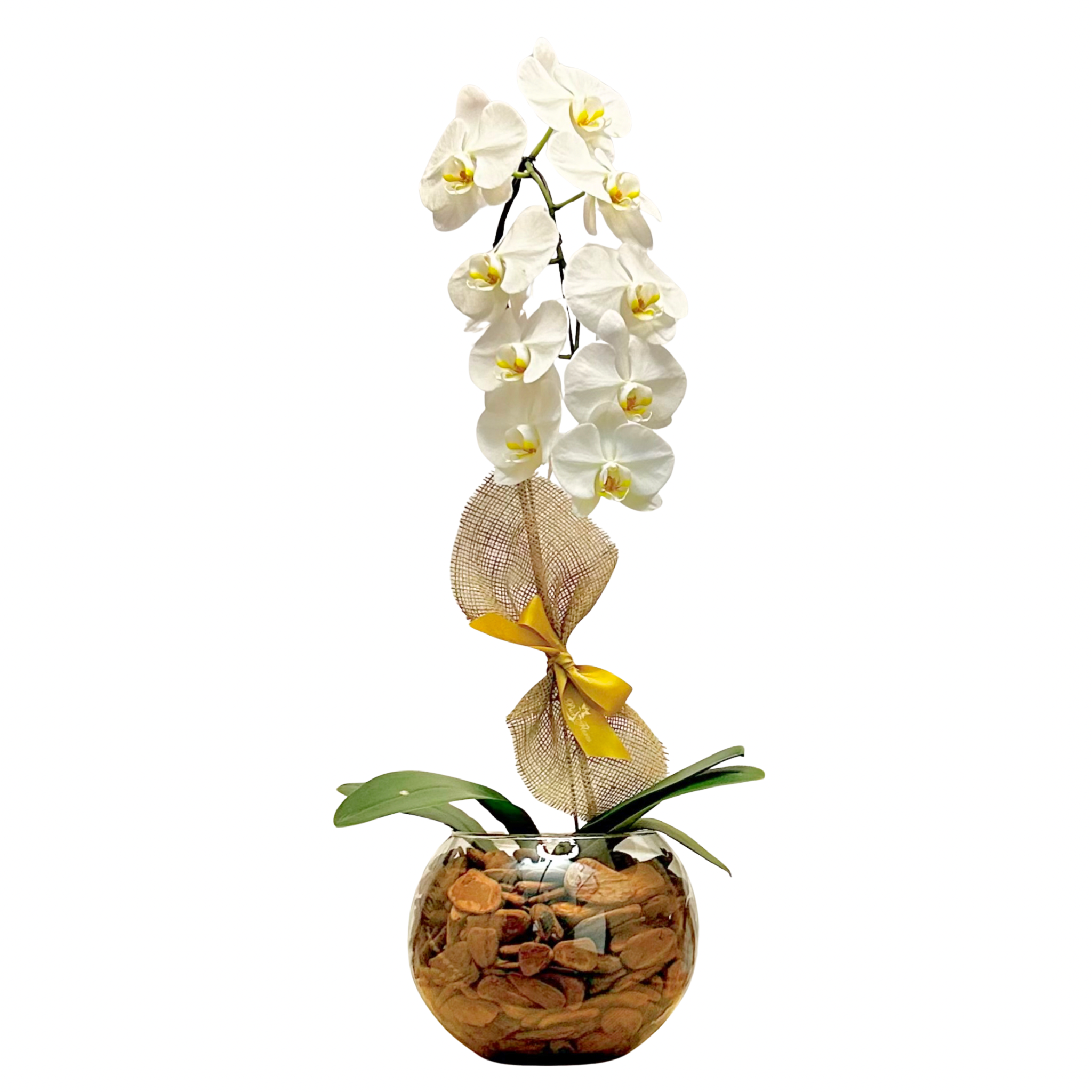 Orqudea Phalaenopsis Branca G