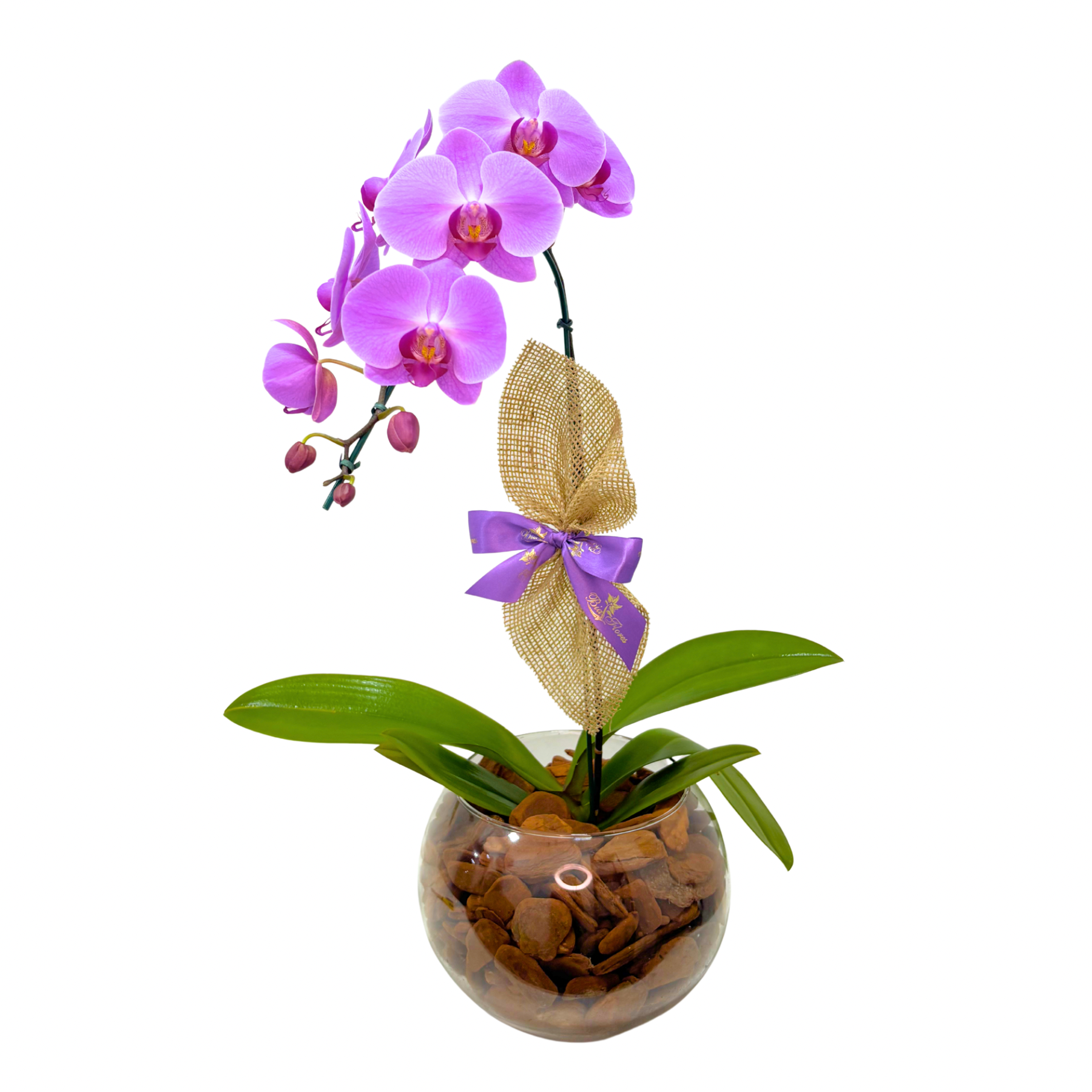 Orqu�dea Phalaenopsis Premium