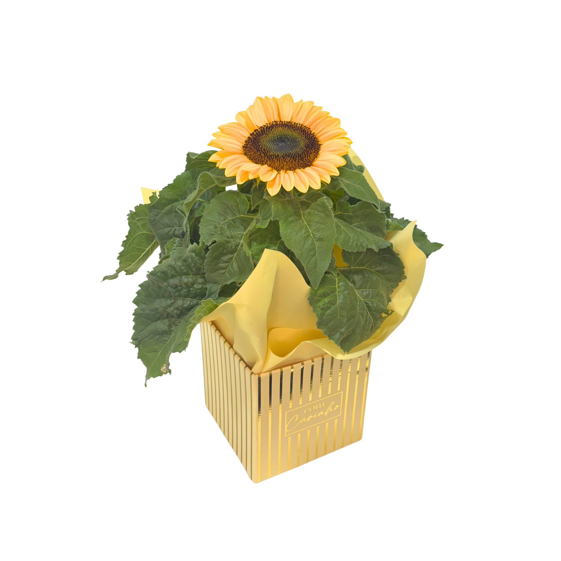 product-details