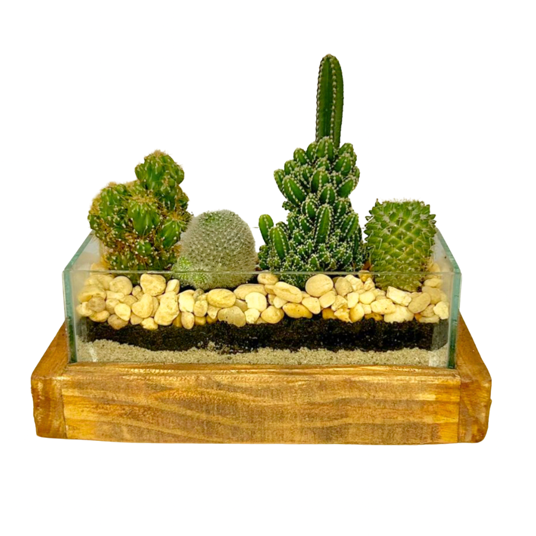 Terr�rio de Cactos