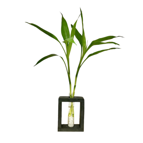 Bambu da Sorte Industrial