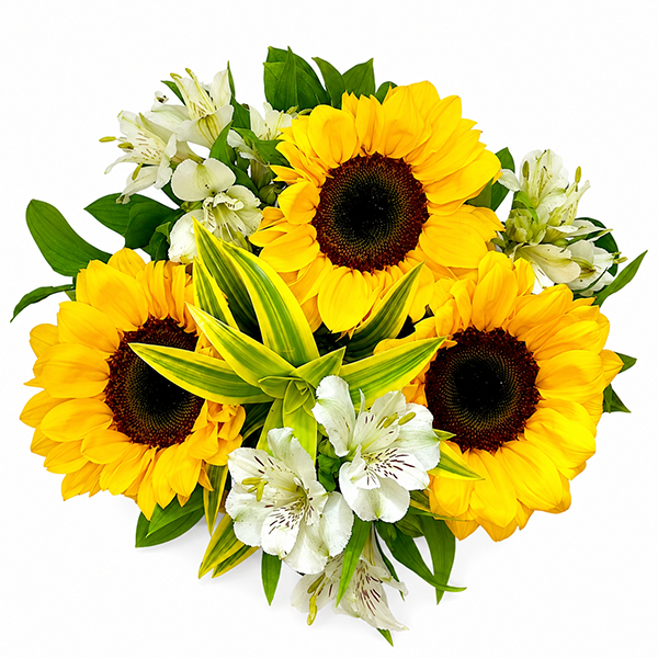 Girass�is